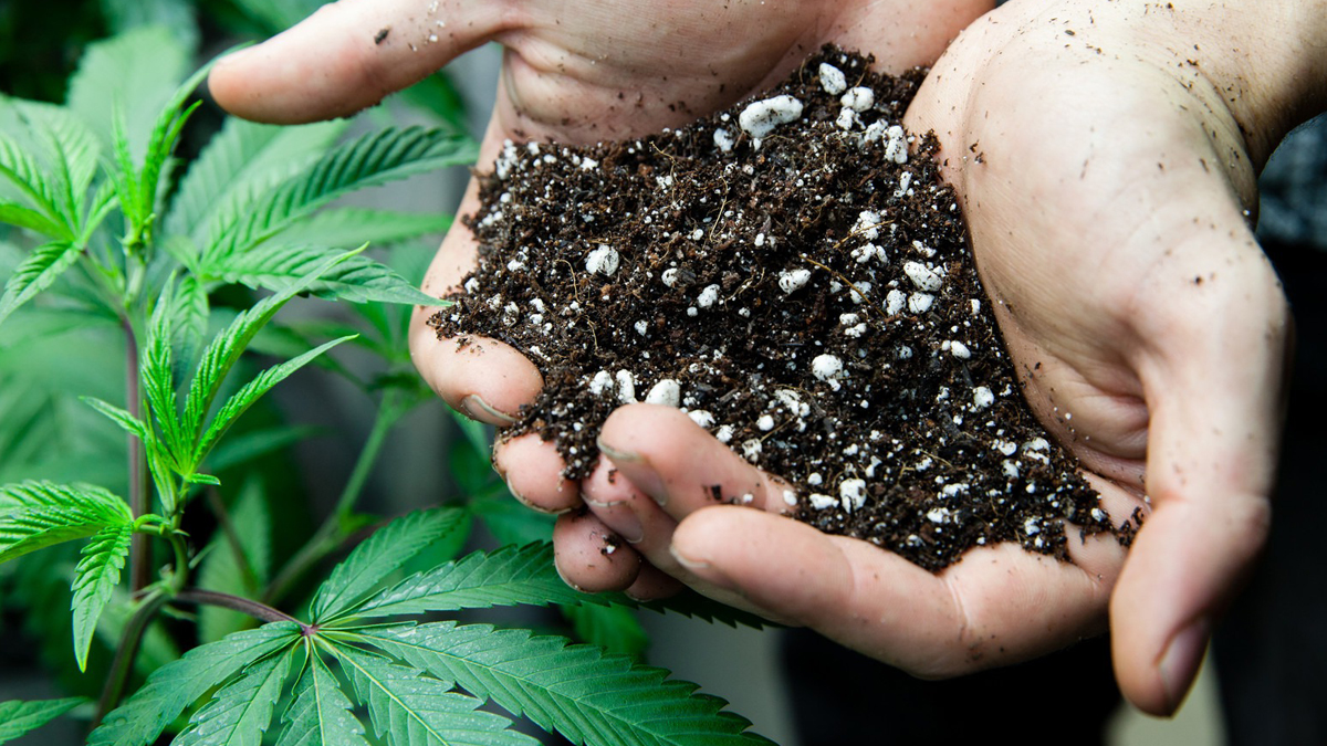 Подготовка почвы для аутдора. Подготовка почвы для аутдора.