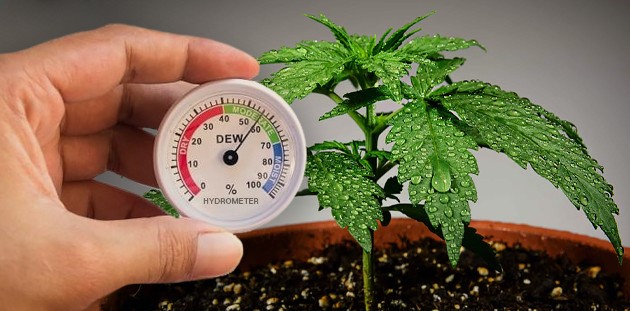 Оптимальная температура и влажность Оптимальная температура и влажность